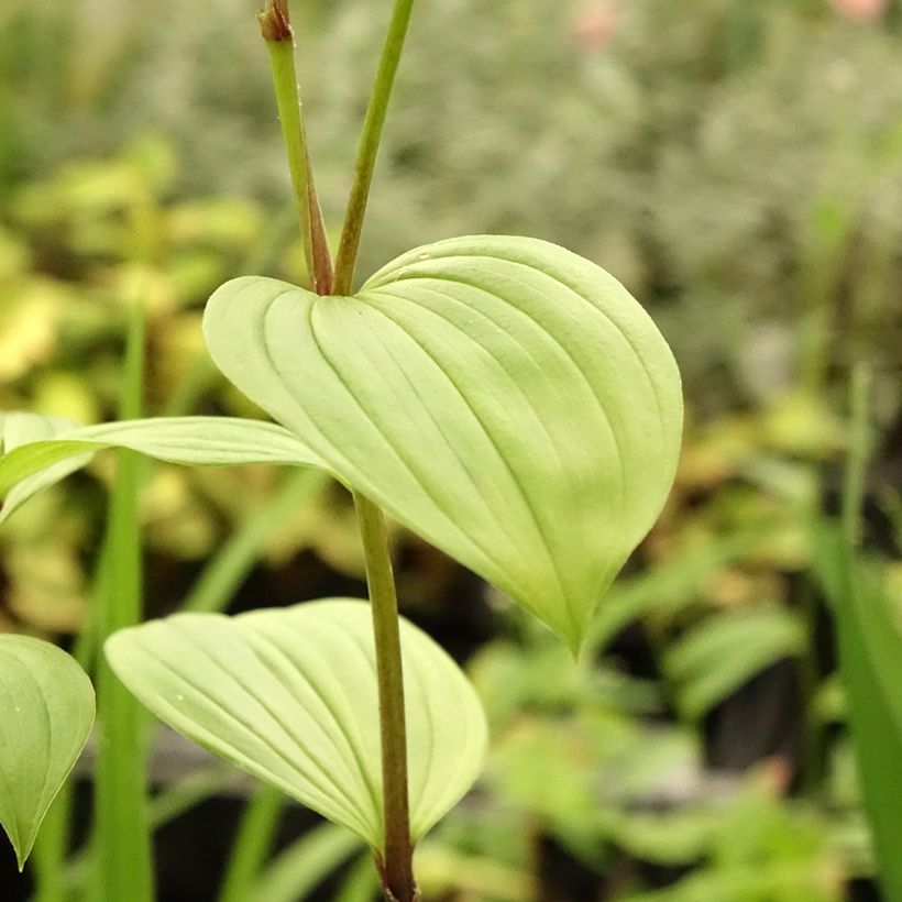 Disporum uniflorum - Feenglöckchen (Foliage)