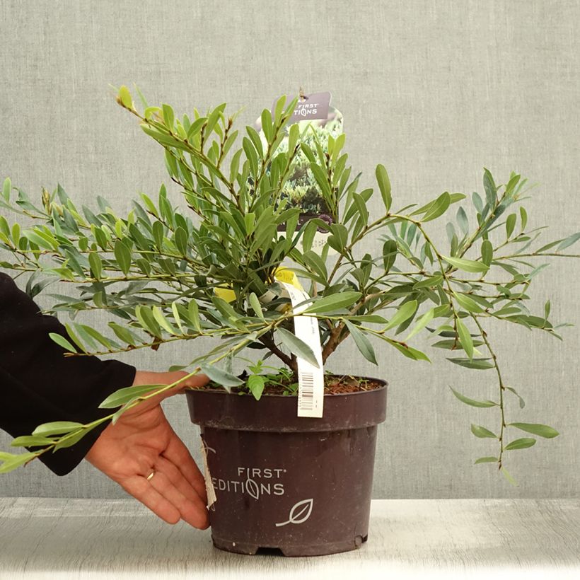 Example of Traubiger Zweiggriffel Cinnamon Girl - Distylium Topf mit 3L/4L as you get in automne