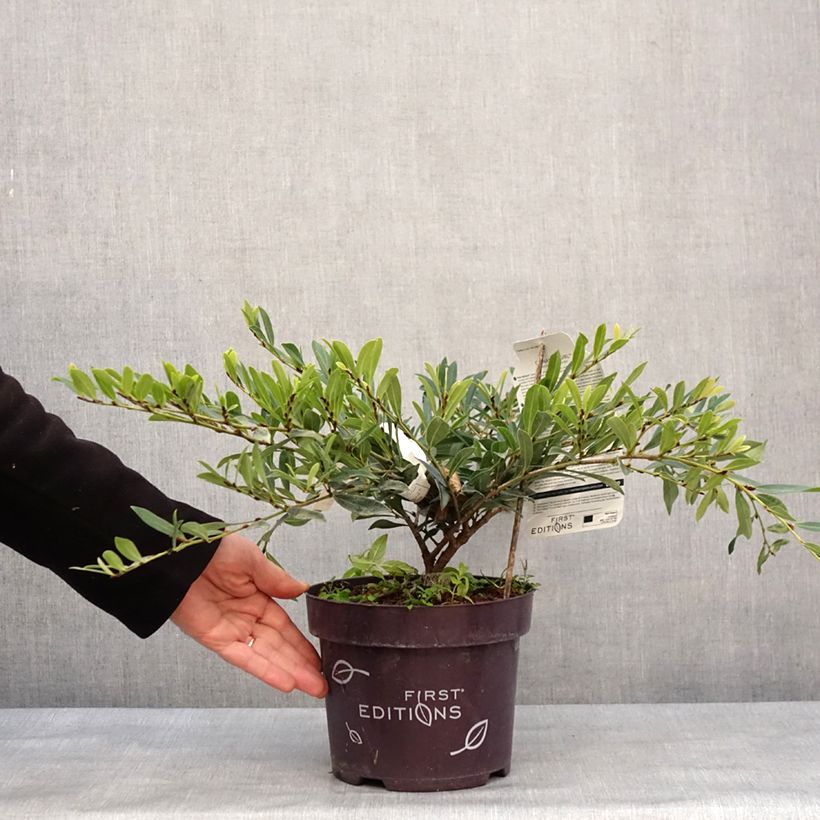 Exemplar von Traubiger Zweiggriffel Cinnamon Girl - Distylium Topf mit 3L/4L wie im Winter geliefert