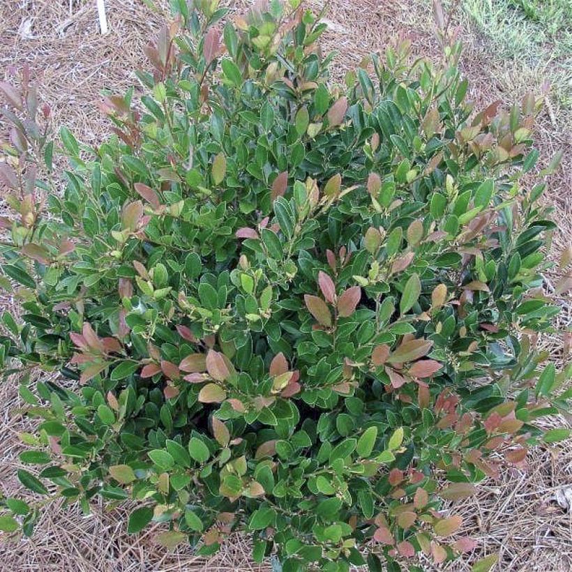 Traubiger Zweiggriffel Coppertone - Distylium (Plant habit)