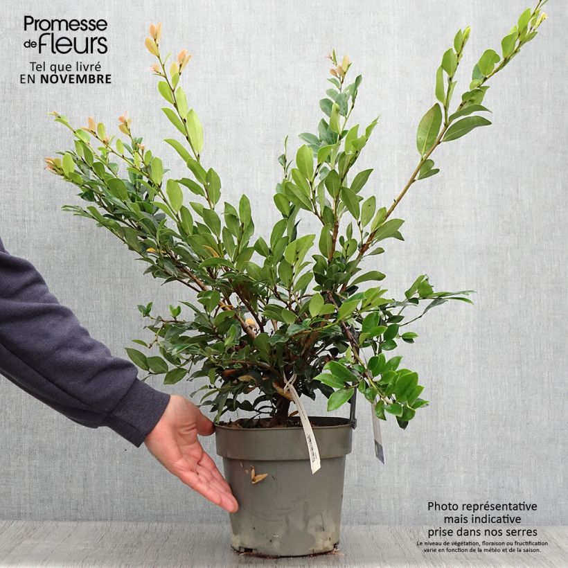 Example of Traubiger Zweiggriffel Linebacker - Distylium Topf mit 3L/4L as you get in automne