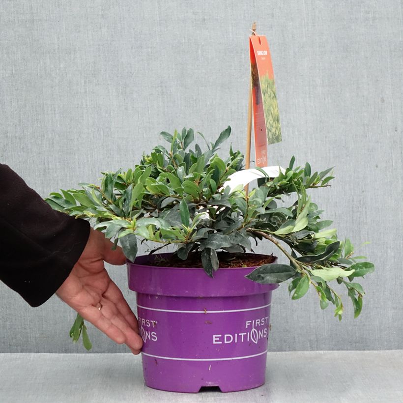 Exemplar von Traubiger Zweiggriffel Swing Low® - Distyllium Topf mit 3L/4L wie im Herbst geliefert