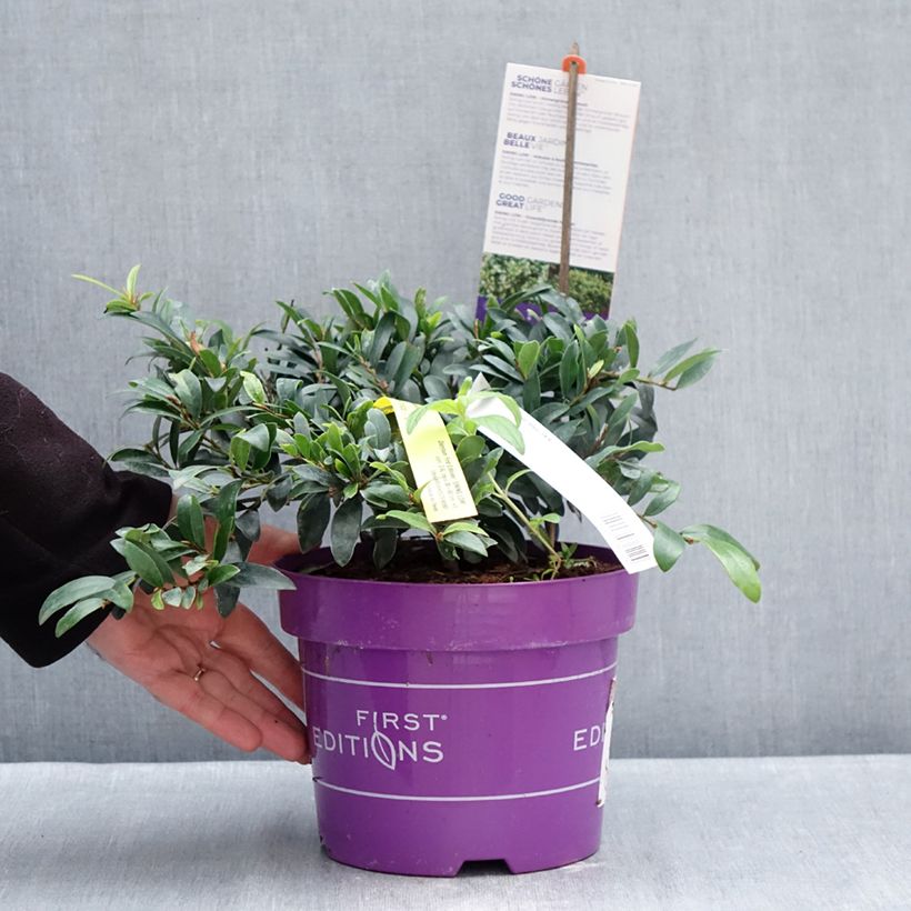 Exemplar von Traubiger Zweiggriffel Swing Low® - Distyllium Topf mit 3L/4L wie im Winter geliefert