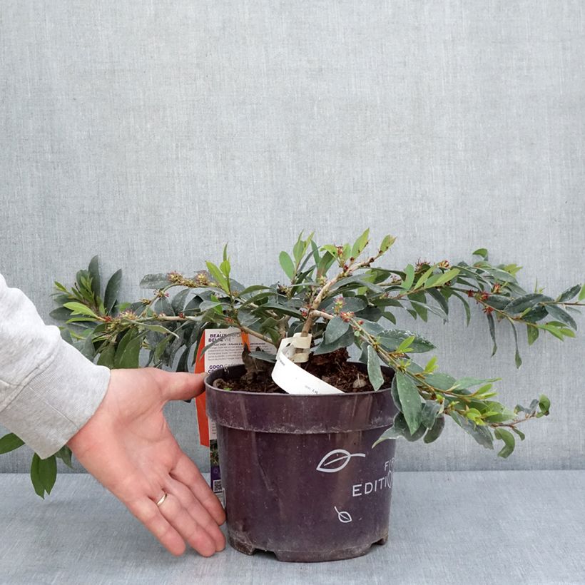 Exemplar von Traubiger Zweiggriffel Vintage Jade - Distylium Topf mit 2L/3L wie im Frühjahr geliefert