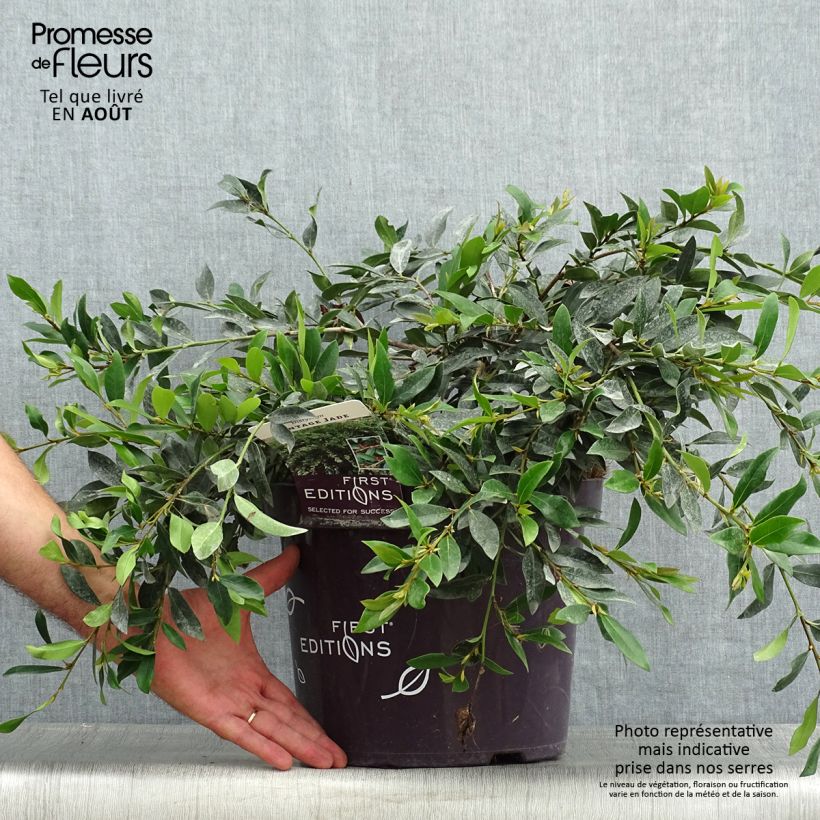 Exemplar von Traubiger Zweiggriffel Vintage Jade - Distylium Topf mit 7,5L/10L wie im Sommer geliefert