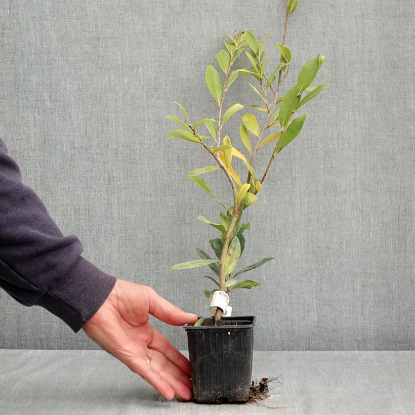 Exemplar von Traubiger Zweiggriffel Vintage Jade - Distylium Kleine Töpfe von 8/9 cm wie im Herbst geliefert