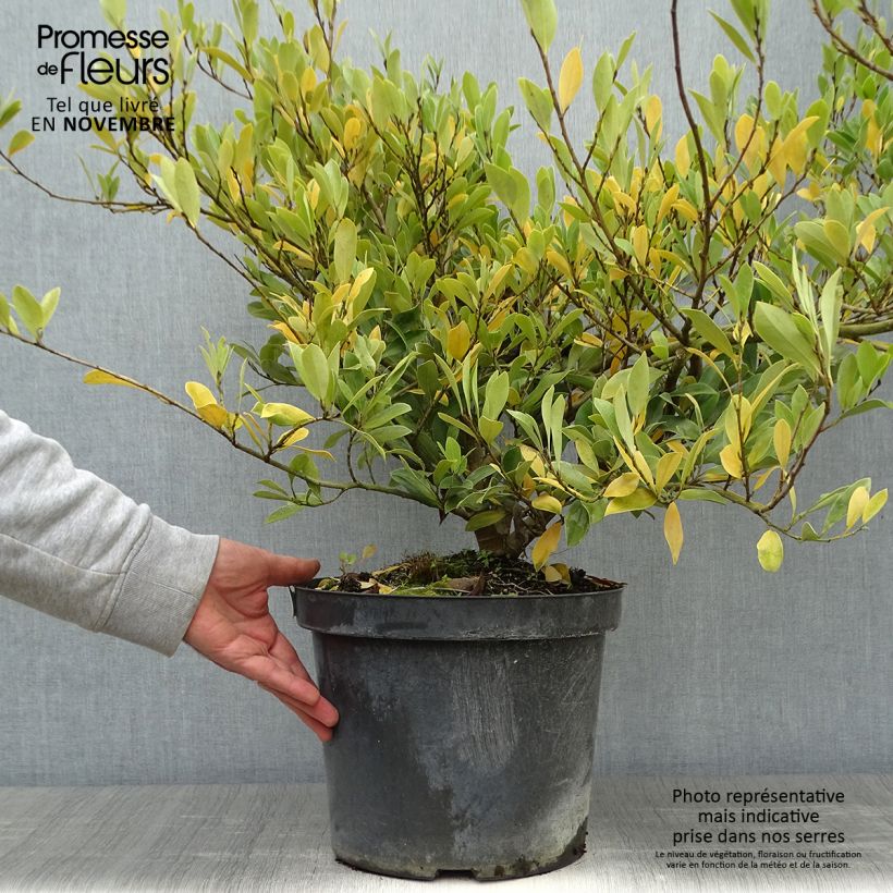 Example of Traubiger Zweiggriffel Blue Cascade - Distylium Topf mit 7,5L/10L as you get in automne