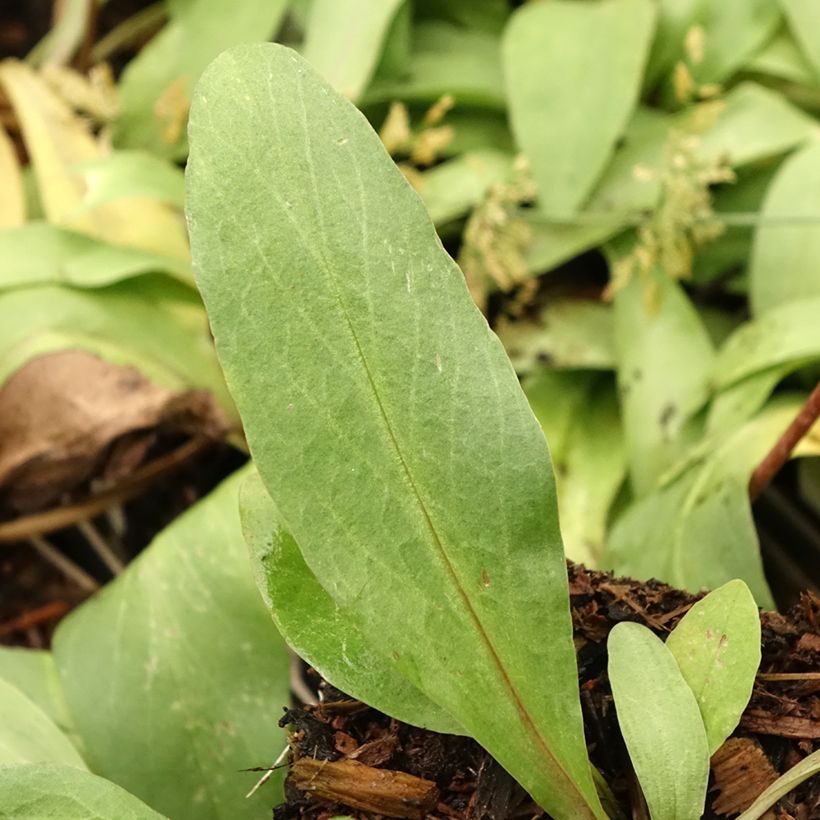 Götterblume Queen Victoria - Dodecatheon meadia (Foliage)