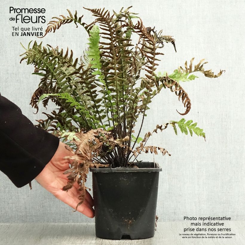 Exemplar von Doodia aspera Rough Ruby - Raspelfarn Topf mit 2L/3L wie im Winter geliefert