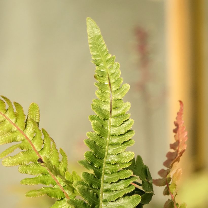 Doodia media - Gewöhnlicher Raspelfarn (Foliage)