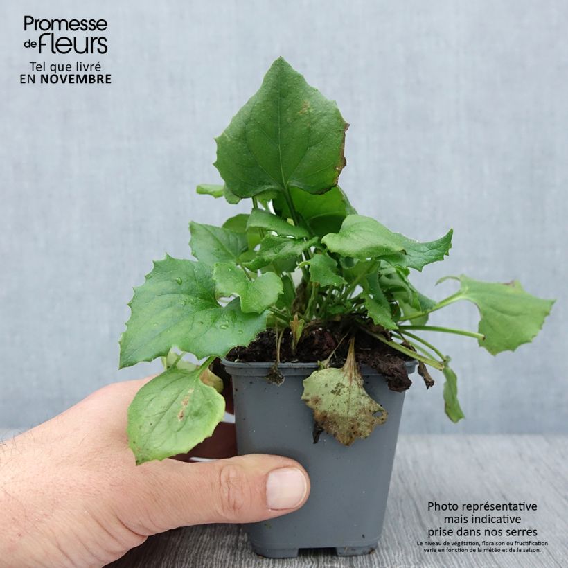 Example of Doronicum orientale Finesse - Östliche Gämswurz Kleine Töpfe von 8/9 cm as you get in automne