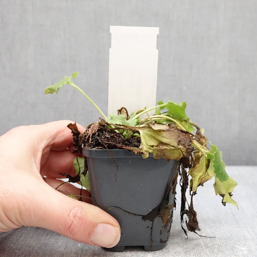 Exemplar von Doronicum orientale Finesse - Östliche Gämswurz Kleine Töpfe von 8/9 cm wie im Winter geliefert