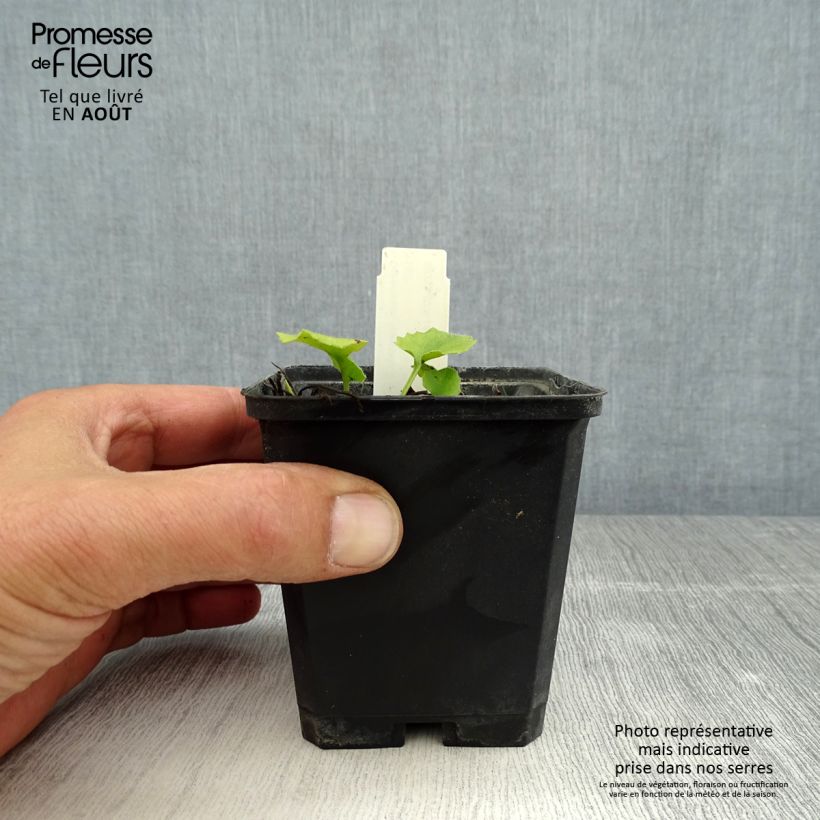 Exemplar von Doronicum orientale Little Leo - Östliche Gämswurz Kleine Töpfe von 8/9 cm wie im Sommer geliefert