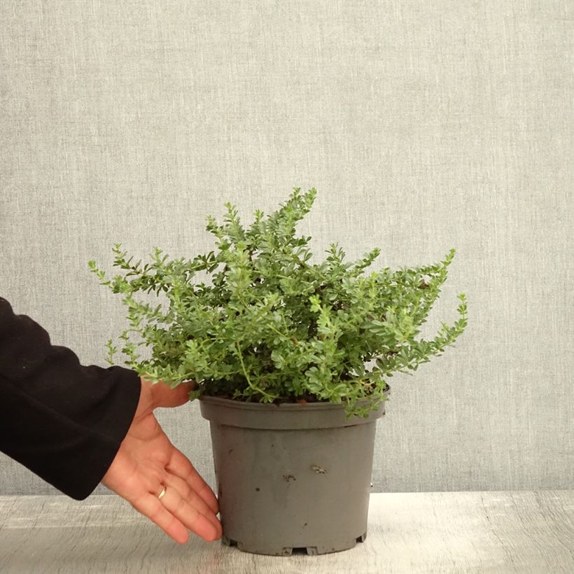 Example of Dorycnium hirsutum Frejorgues - Behaarter Backenklee Topf mit 3L/4L as you get in automne