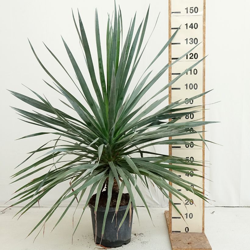 Exemplar von Dracaena draco - Echter Drachenbaum Topf mit 18L/20L wie im Herbst geliefert