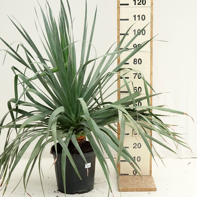 Example of Dracaena draco - Echter Drachenbaum Topf mit 18L/20L as you get in ete