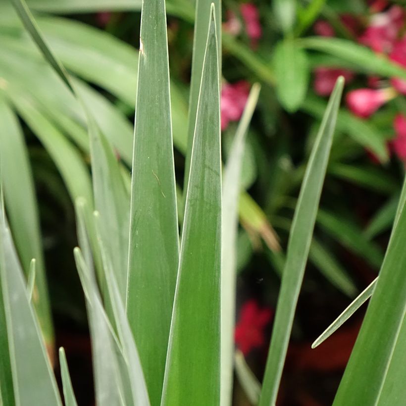Dracaena draco - Echter Drachenbaum (Foliage)
