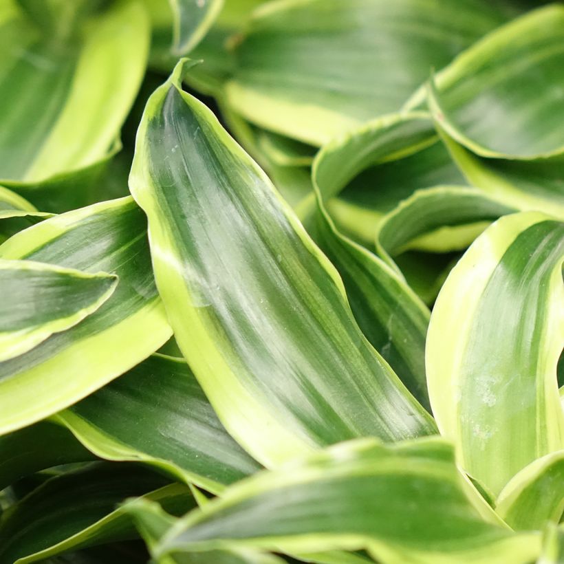 Dracaena Dragontree Tornado - Drachenbaum (Laub)