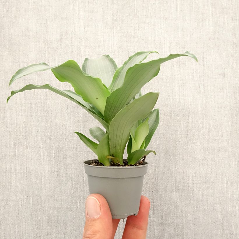 Example of Dracaena Hawaii - Drachenbaum Mini-plante as you get in printemps
