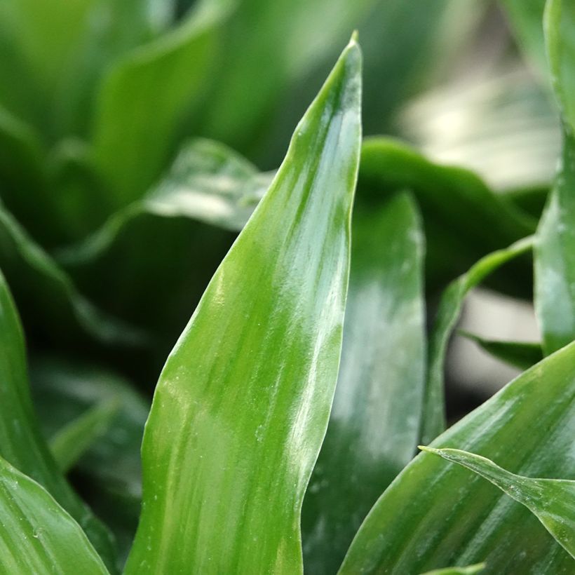 Dracaena Janet Craig - Drachenbaum (Laub)