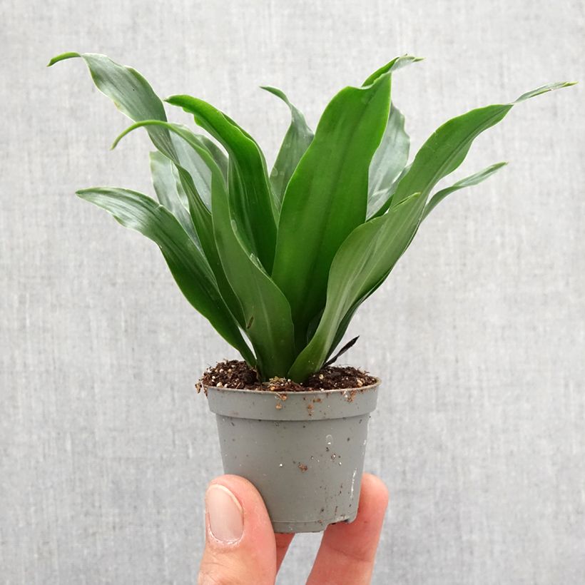 Example of Dracaena Janet Craig - Drachenbaum Mini-plante as you get in printemps
