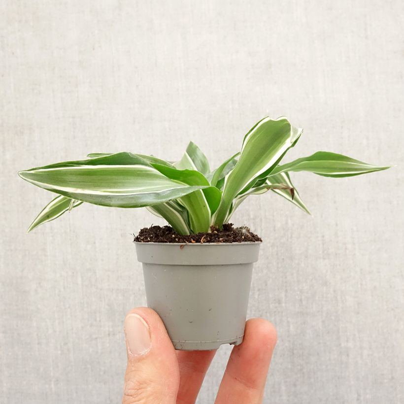 Example of Dracaena Kanzi - Drachenbaum Mini-plante as you get in printemps