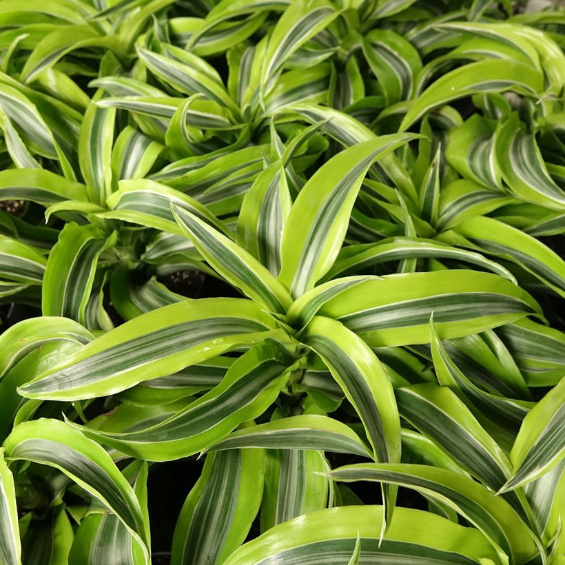 Dracaena Lemon Surprise - Drachenbaum (Laub)
