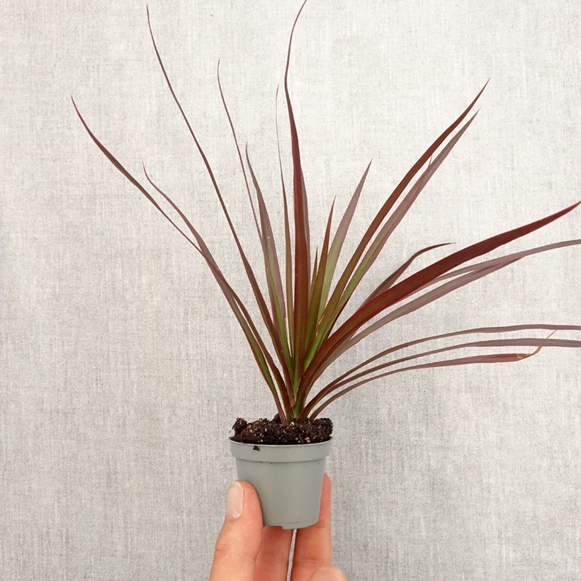Example of Dracaena Magenta - Drachenbaum Mini-plante as you get in printemps