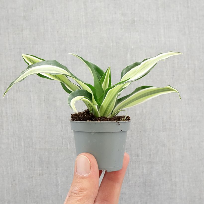 Example of Dracaena Malaika - Drachenbaum Mini-plante as you get in printemps