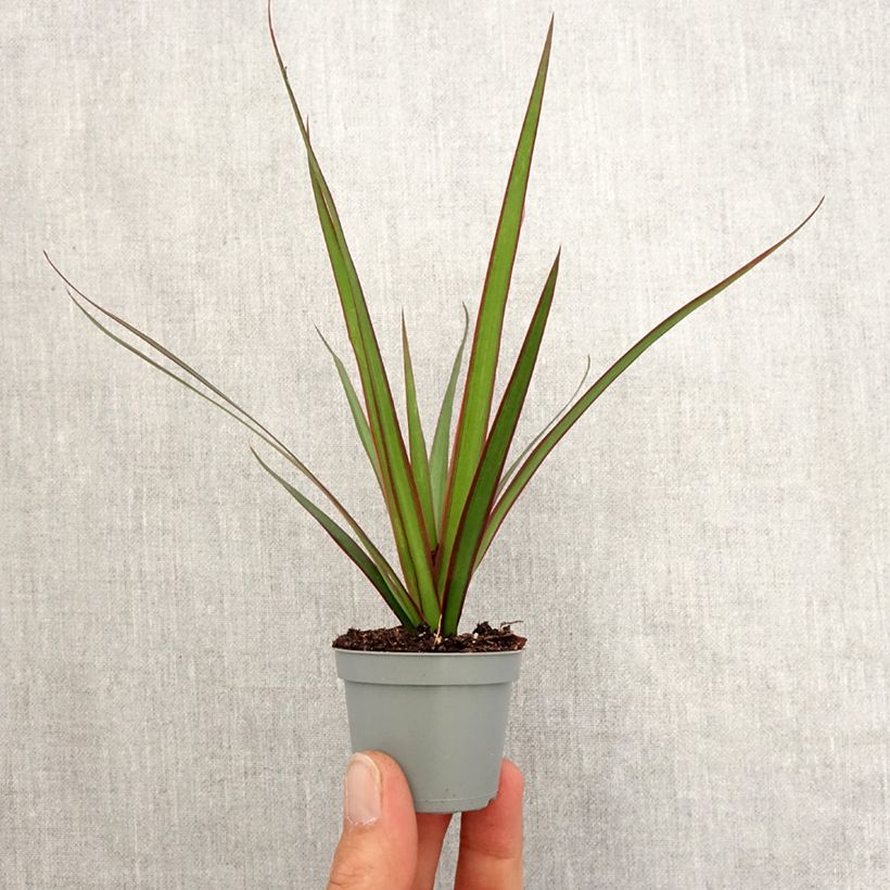 Example of Dracaena marginata - Drachenbaum Mini-plante as you get in printemps