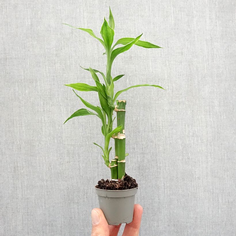 Example of Dracaena sanderiana - Glücksbambus Mini-plante as you get in printemps