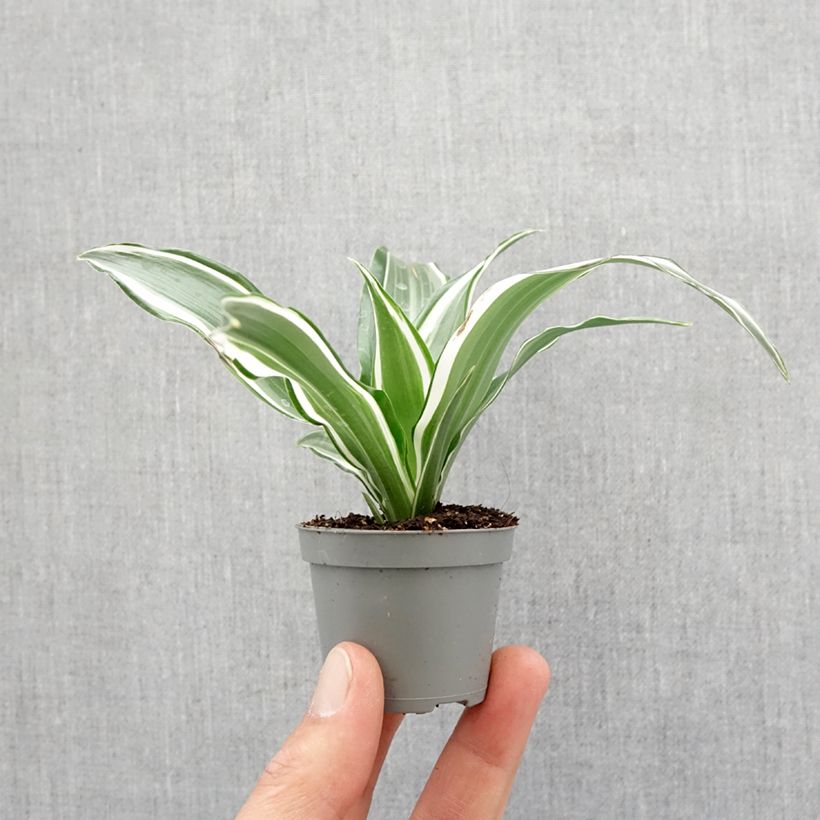 Example of Dracaena White Jewel - Drachenbaum Mini-plante as you get in printemps