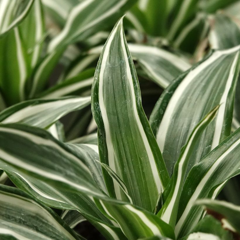 Dracaena White Jewel - Drachenbaum (Laub)