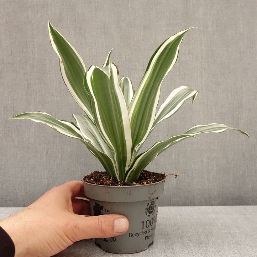 Exemplar von Dracaena White Jewel - Drachenbaum Topf 12 cm / 13 cm wie im Frühjahr geliefert