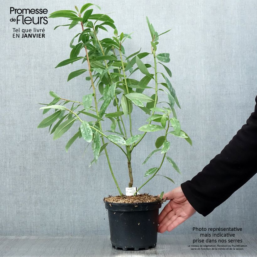 Exemplar von Drimys winteri - Winterrinde Topf mit 3L/4L wie im Winter geliefert