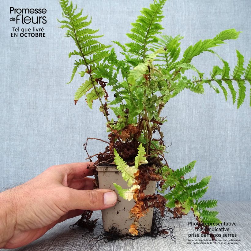 Example of Dryopteris affinis Crispa - Wurmfarn Kleine Töpfe von 8/9 cm as you get in automne