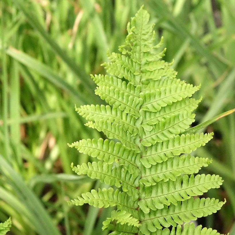 Dryopteris affinis Crispa - Wurmfarn (Foliage)