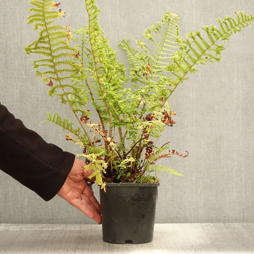Example of Dryopteris affinis Cristata - Wurmfarn Topf mit 2L/3L as you get in automne