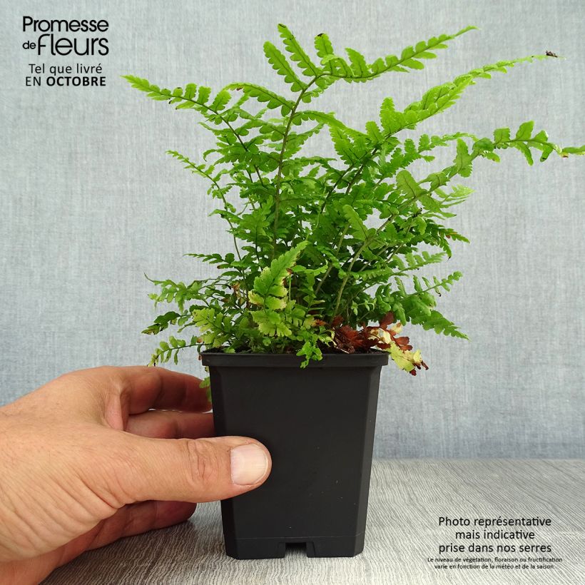 Example of Dryopteris affinis - Wurmfarn Kleine Töpfe von 8/9 cm as you get in automne