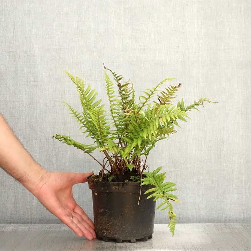 Example of Dryopteris affinis - Wurmfarn Topf mit 2L/3L as you get in automne