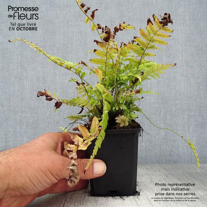 Example of Dryopteris cycadina - Wurmfarn Kleine Töpfe von 8/9 cm as you get in automne