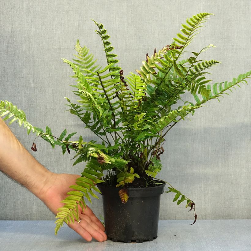 Exemplar von Dryopteris cycadina - Wurmfarn Topf mit 2L/3L wie im Herbst geliefert