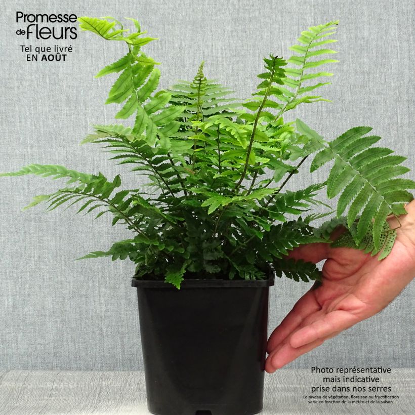 Example of Dryopteris cycadina - Wurmfarn Topf mit 2L/3L as you get in ete
