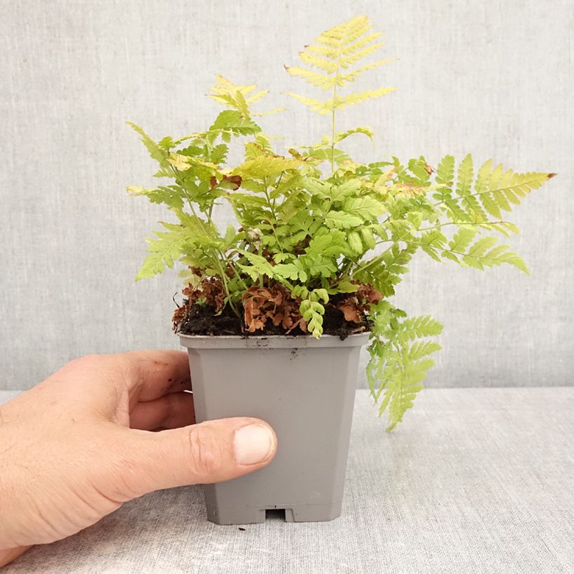 Exemplar von Dryopteris carthusiana - Wurmfarn Kleine Töpfe von 8/9 cm wie im Frühjahr geliefert