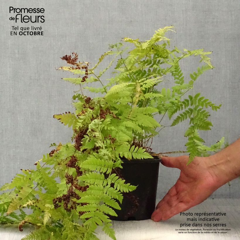 Example of Dryopteris carthusiana - Wurmfarn Topf mit 2L/3L as you get in automne