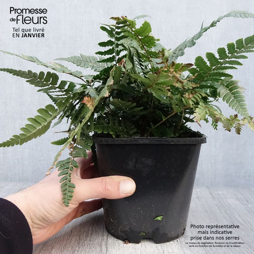 Exemplar von Dryopteris championii - Wurmfarn Topf mit 2L/3L wie im Winter geliefert
