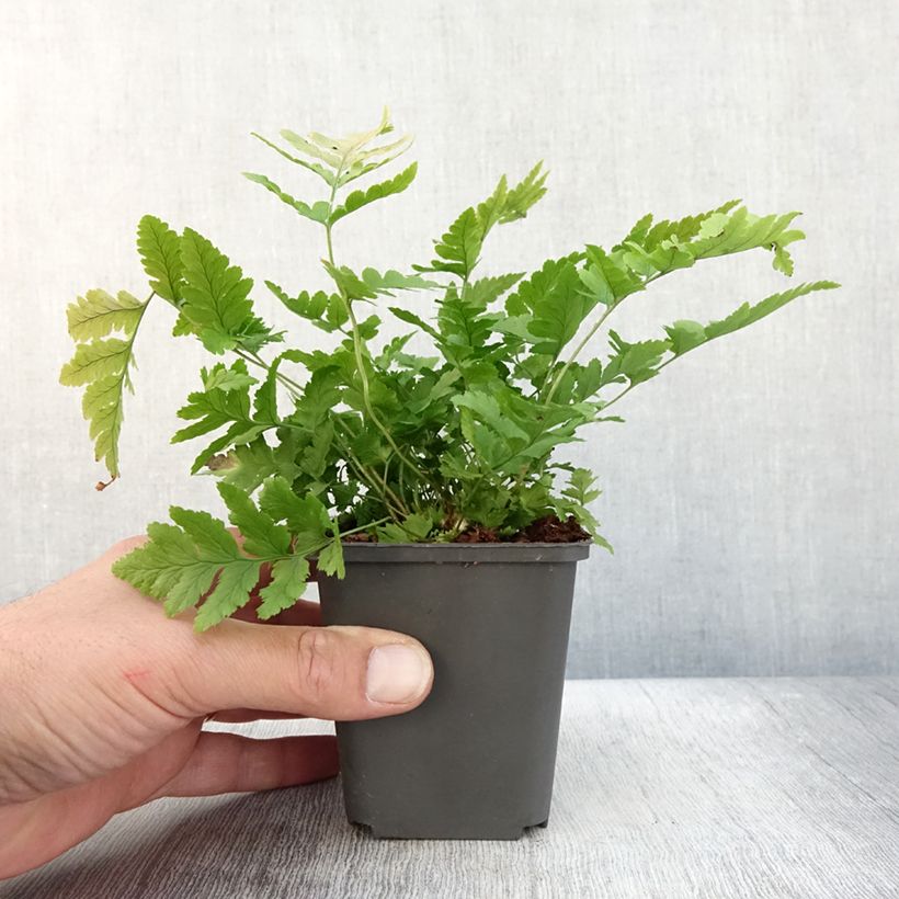 Example of Dryopteris clintoniana - Wurmfarn Kleine Töpfe von 8/9 cm as you get in automne