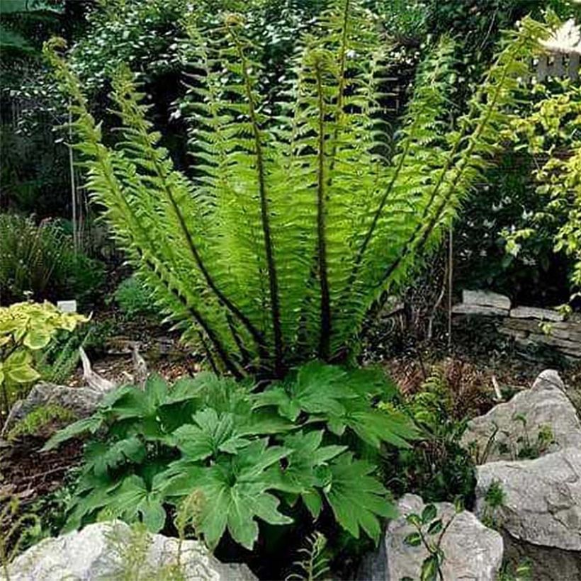 Dryopteris crassirhizoma - Wurmfarn (Plant habit)