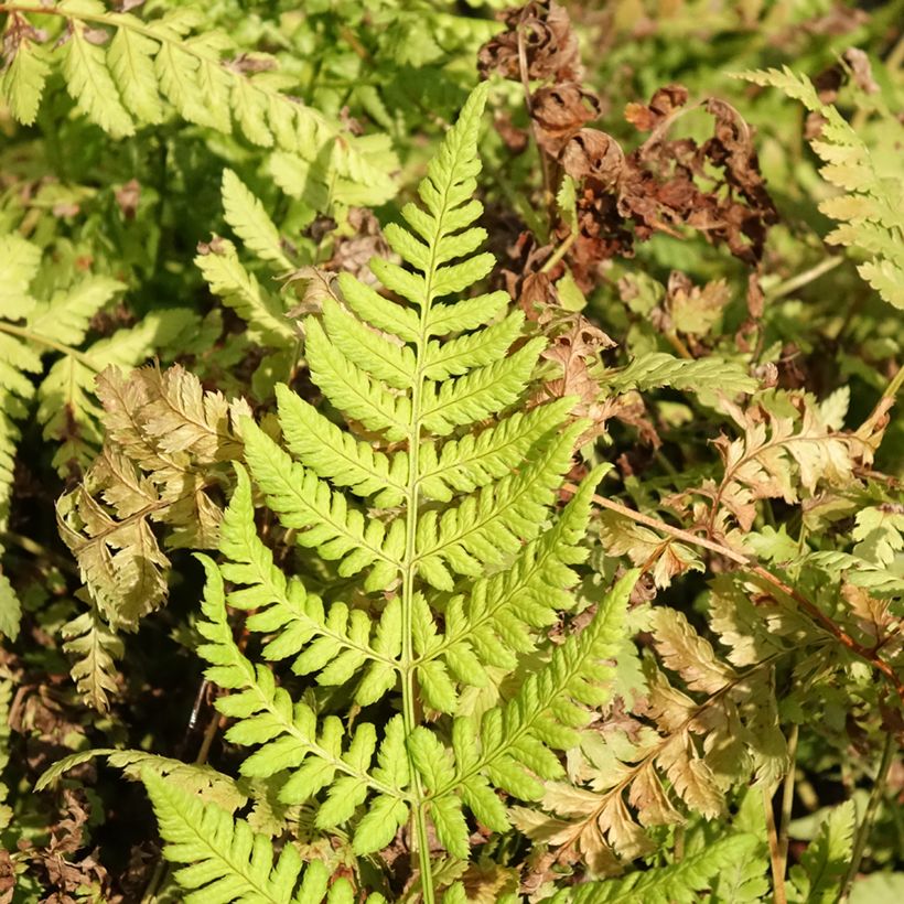 Dryopteris dilatata Crispa Whiteside - Wurmfarn (Foliage)
