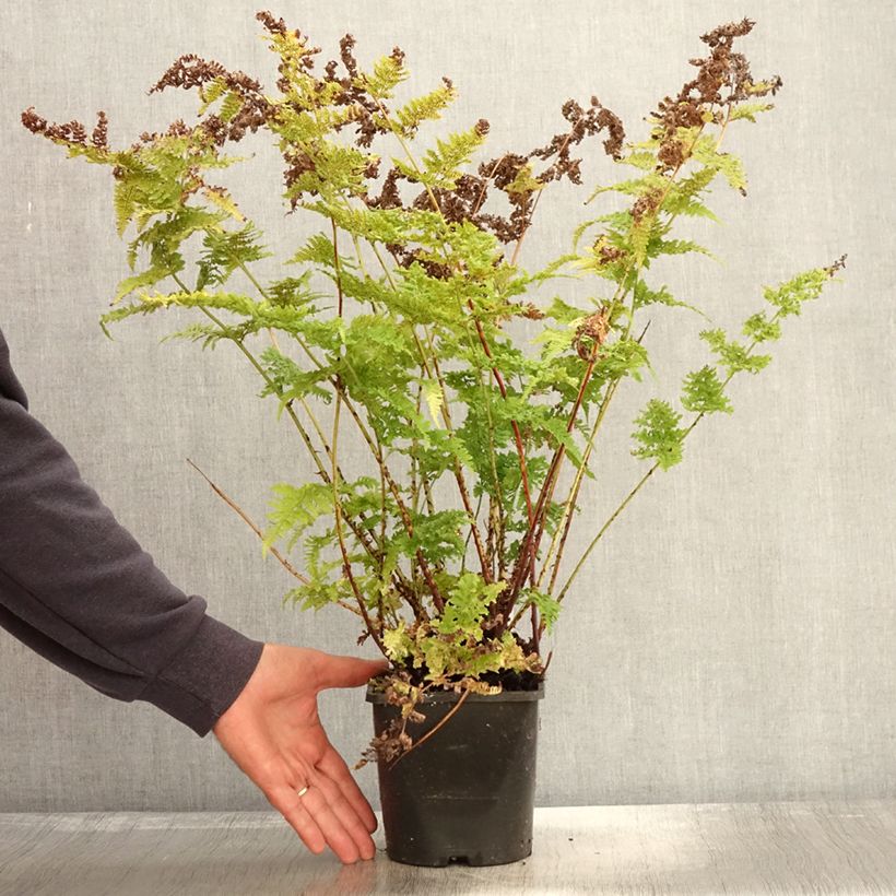 Example of Dryopteris dilatata Crispa Whiteside - Wurmfarn Topf mit 2L/3L as you get in automne